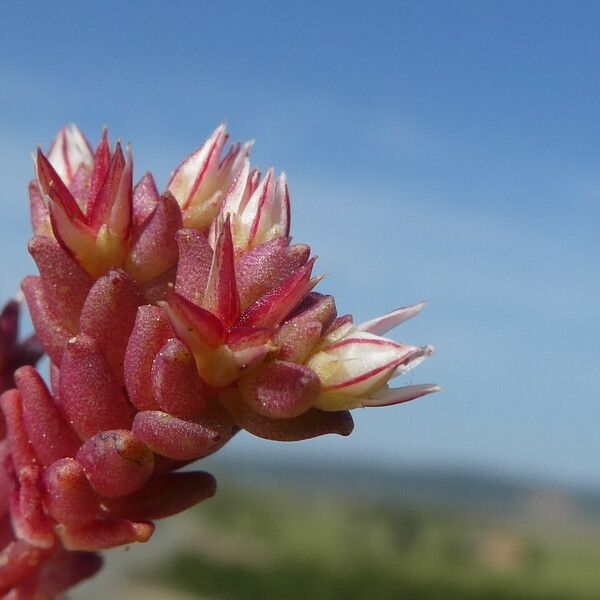 Sedum cespitosum Flower