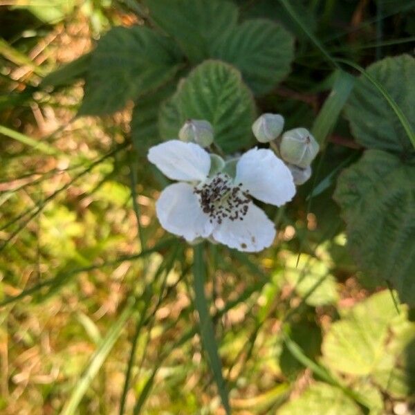 Rubus fruticosus फूल