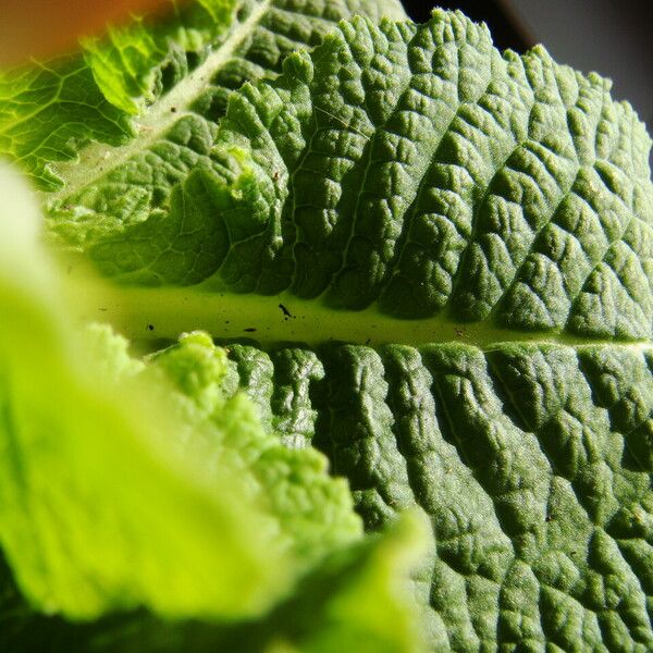 Primula vulgaris Leaf