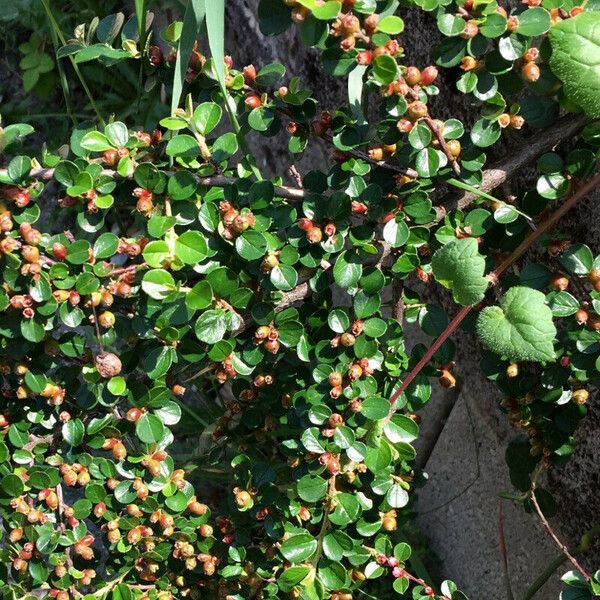 Cotoneaster horizontalis Máis