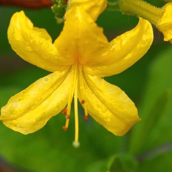 Rhododendron luteum 其他