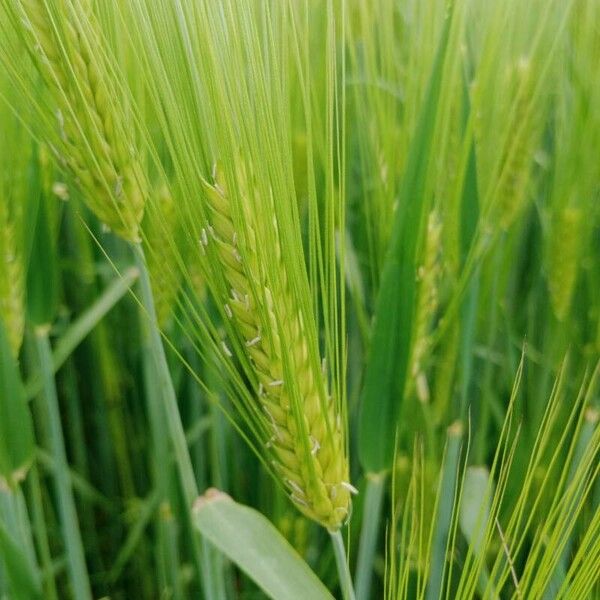 Hordeum vulgare ফুল