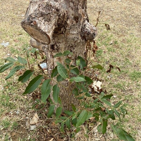 Carya illinoinensis ഇല