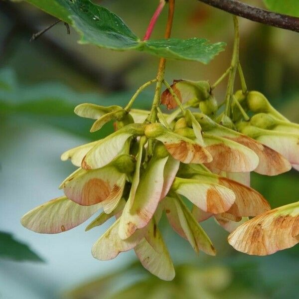 Acer tataricum ഫലം