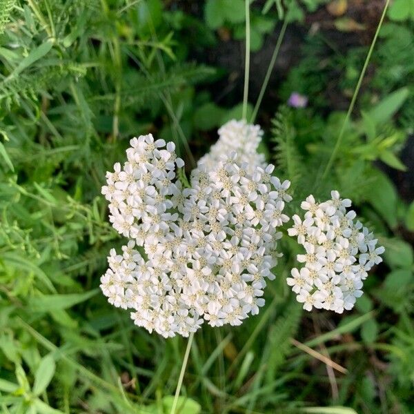 Achillea nobilis Blüte