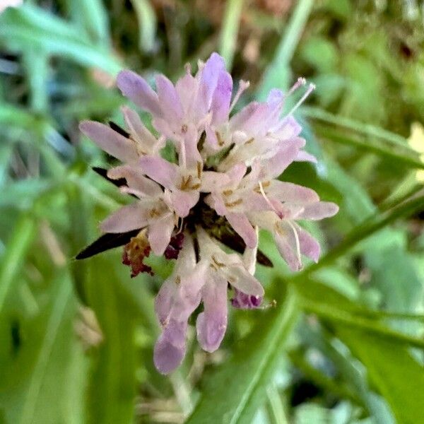 Knautia dipsacifolia Flors