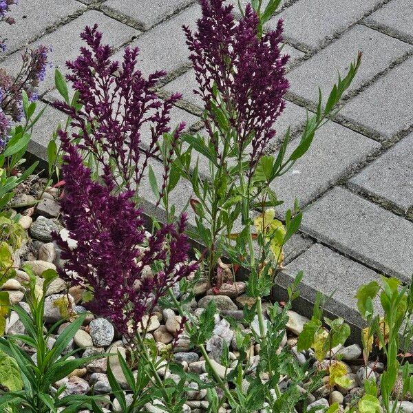 Amaranthus cruentus Kvet