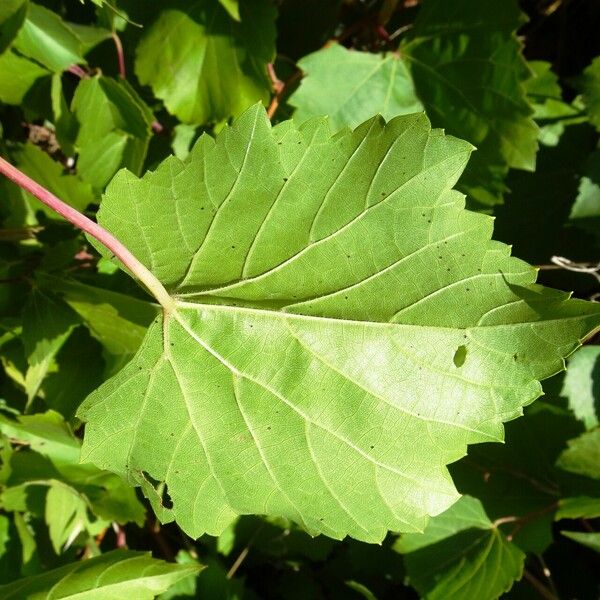 Vitis rupestris Листок