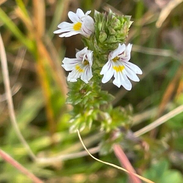 Euphrasia nemorosa Flower