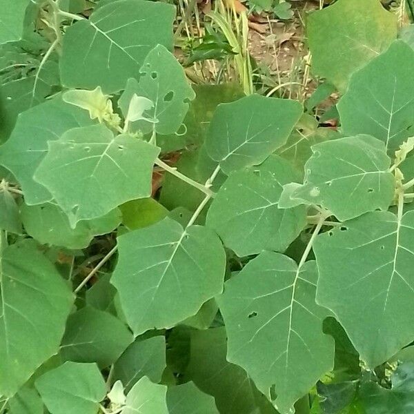 Solanum hirtum Leaf