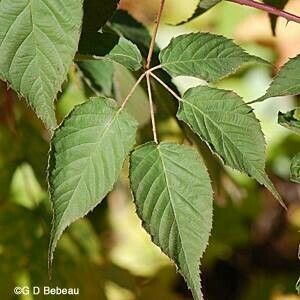 Rubus allegheniensis Blad