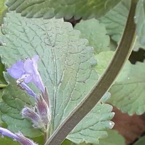 Salvia verbenaca Coajă