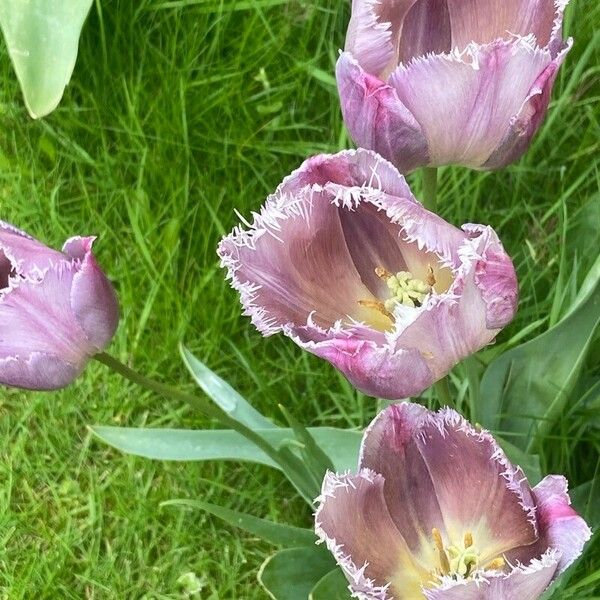 Tulipa lortetii Lorea