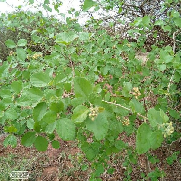 Cordia monoica Levél