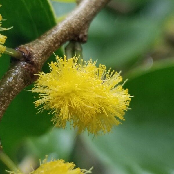 Acacia simplex Flower