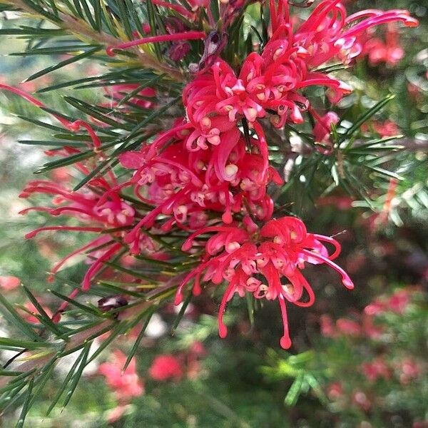 Grevillea rosmarinifolia Fleur