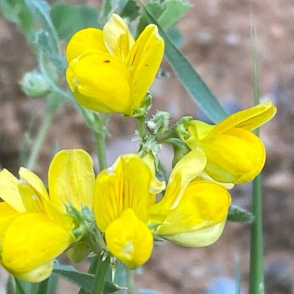 Coronilla securidaca Flower