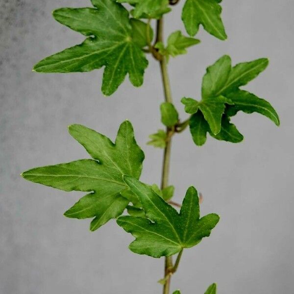 Hedera canariensis Φύλλο