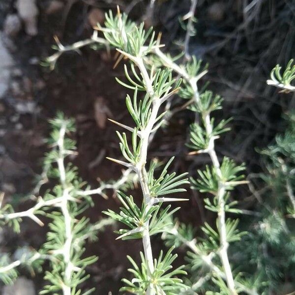 Asparagus albus Hoja