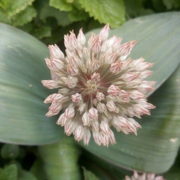 Allium porrum പുഷ്പം