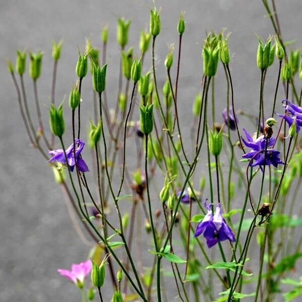 Aquilegia vulgaris 花