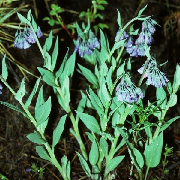 Mertensia paniculata عادت