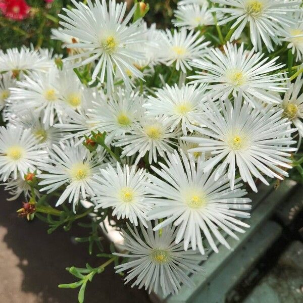 Lampranthus multiradiatus Foglia