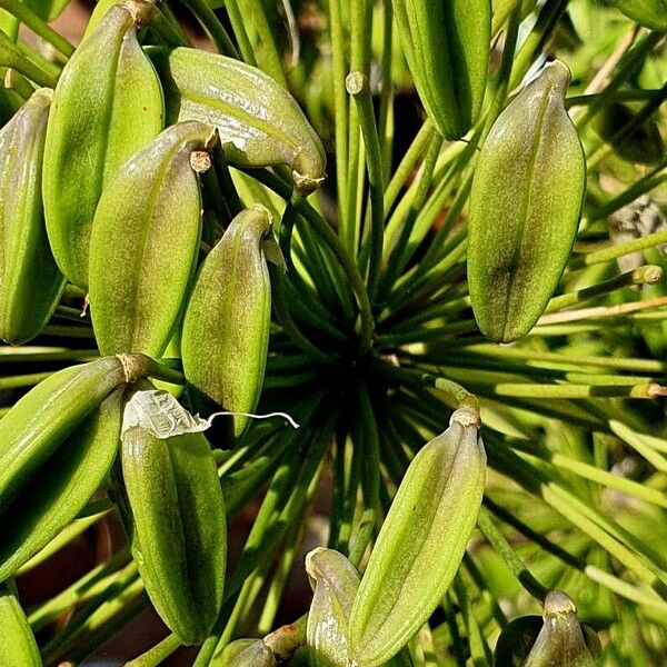 Agapanthus africanus Flors