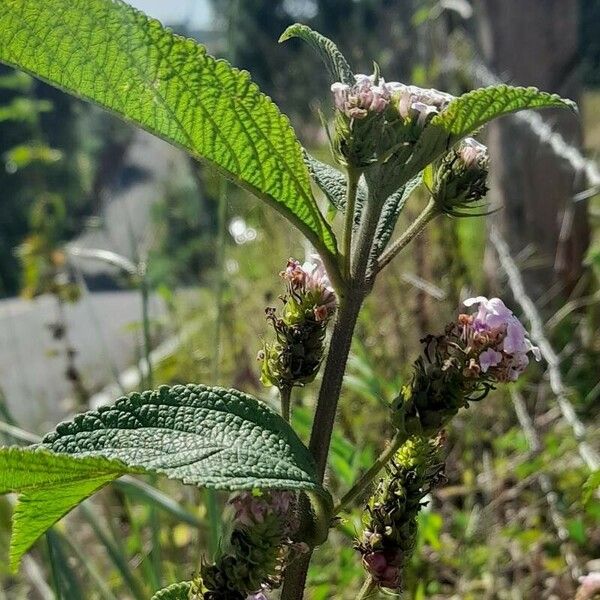 Lantana trifolia Συνήθη χαρακτηριστικά