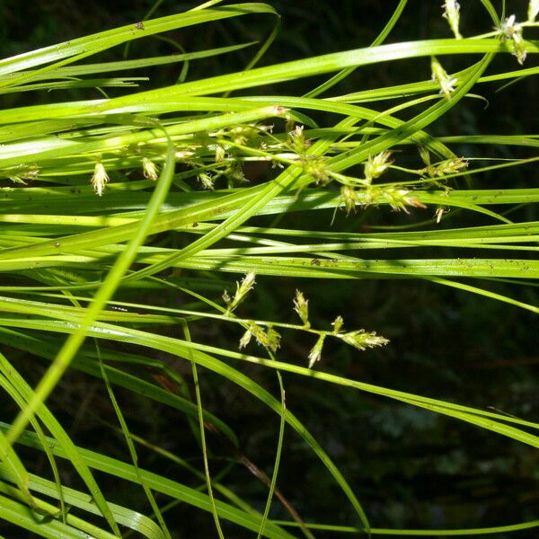 Carex polystachya Habit