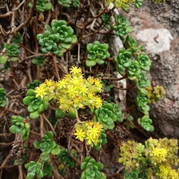 Aeonium lindleyi Kukka