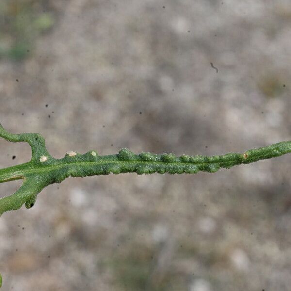 Rumex intermedius पत्ता