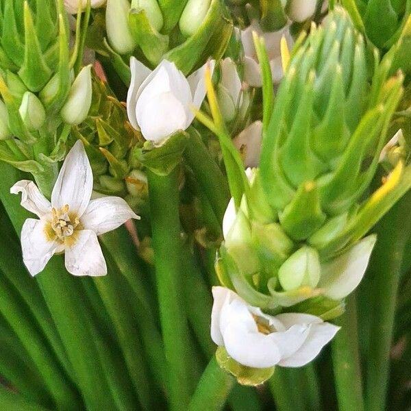 Ornithogalum thyrsoides 花