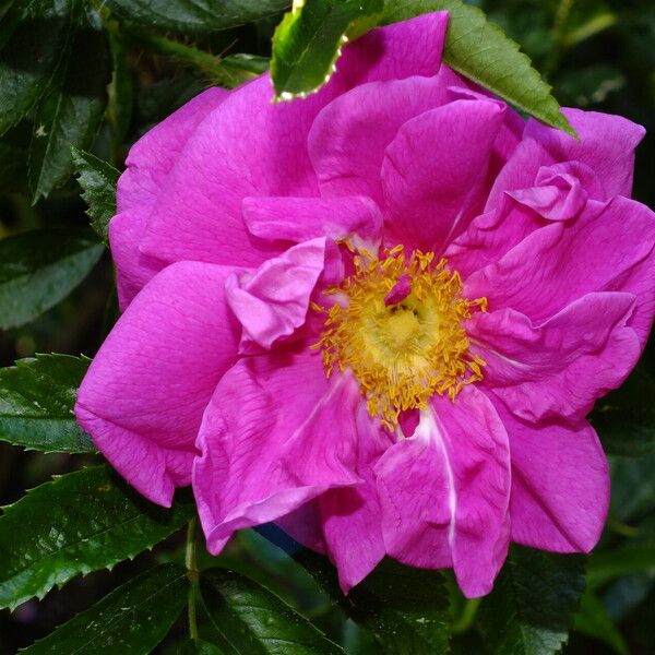 Rosa blanda Blomst
