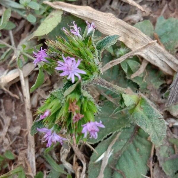 Elephantopus scaber Flower