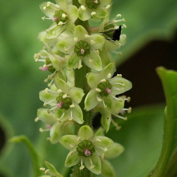 Phytolacca octandra 花