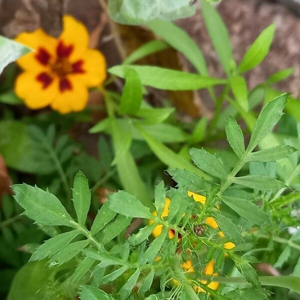 Tagetes patula Liść