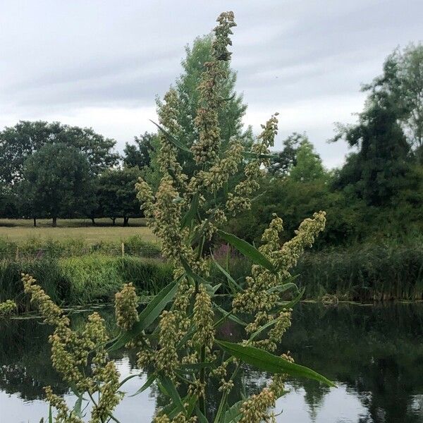 Rumex hydrolapathum ফুল