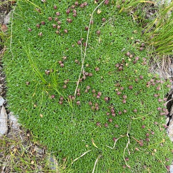 Silene acaulis Blatt