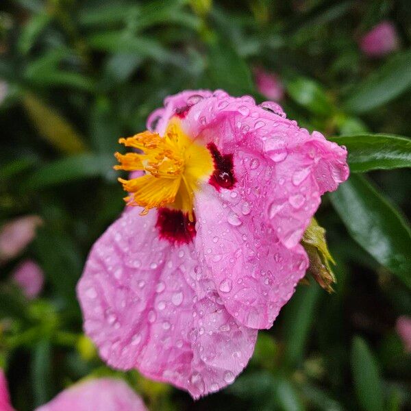 Cistus x purpureus Floare