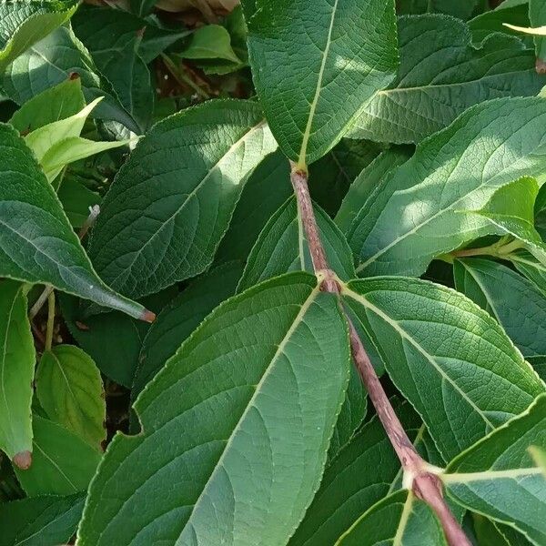 Weigela florida Leaf