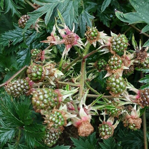 Rubus nemoralis Fruit