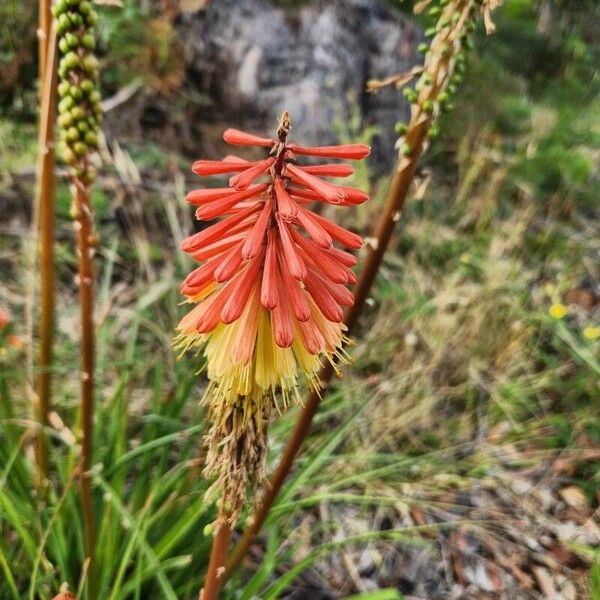 Kniphofia uvaria Flower