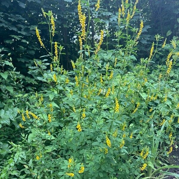 Melilotus officinalis Flower