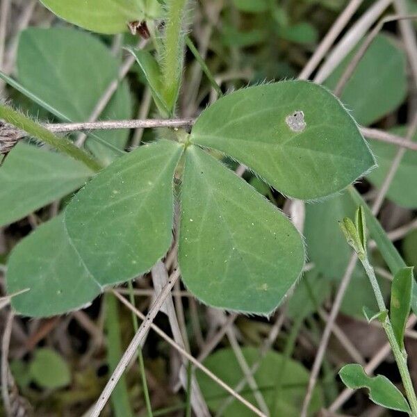Lotus maritimus Leaf
