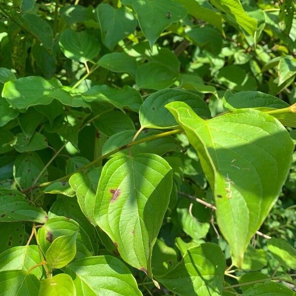 Cornus amomum Folla