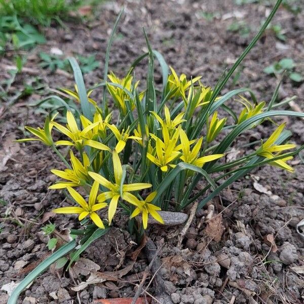 Gagea pratensis Flower