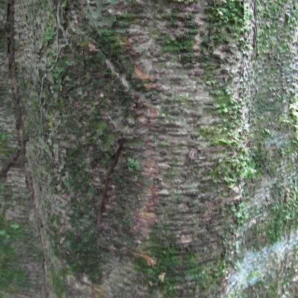 Monopteryx inpae Bark