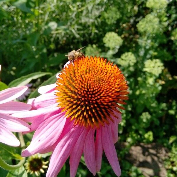 Echinacea purpurea Квітка