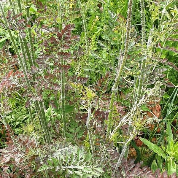 Ammi majus অভ্যাস